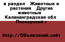  в раздел : Животные и растения » Другие животные . Калининградская обл.,Пионерский г.